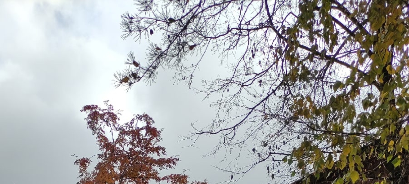 Предстоящая неделя в Пермском крае ожидается прохладной и влажной